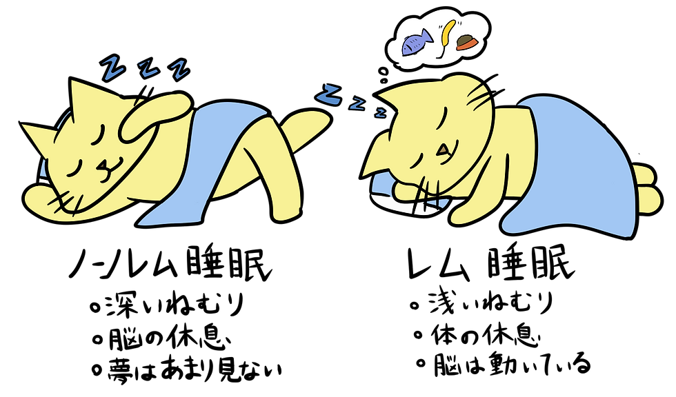 ノム、ノンノム睡眠