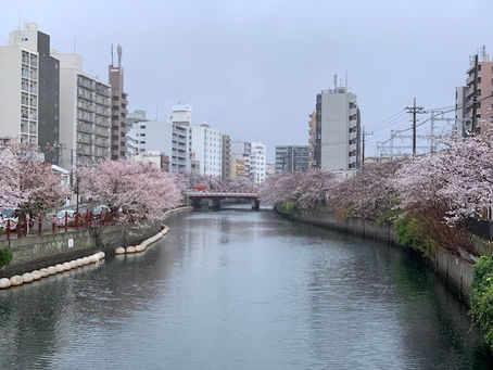 桜満開の大岡川