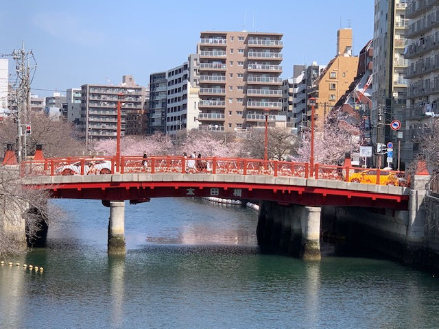 大岡川沿いの桜