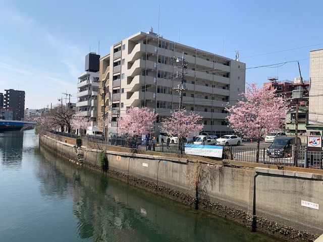 大岡川沿いの桜