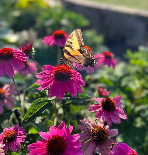butterfly .JPEG