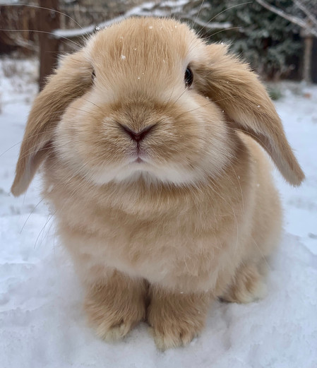 Heidi