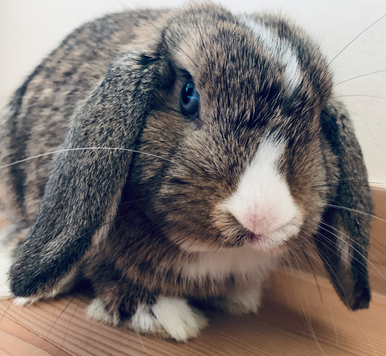 Bea-bun (Beatrix)