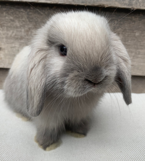 Jemima