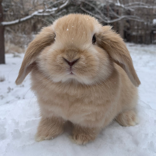 Heidi