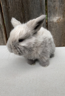 Jemima!