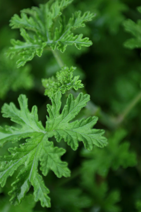 Fresh Herbs Close Up