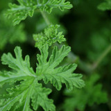 Coriander