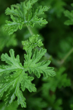 Fresh Herbs Close Up
