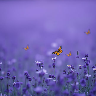 a seldom violet background with small butterflies in the distance and no flowers.jpg