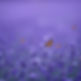 a seldom violet background with small butterflies in the distance and no flowers.jpg
