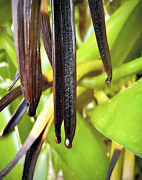 IMG_3727 copy_edited.jpg