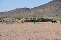 herding trial 2014 091