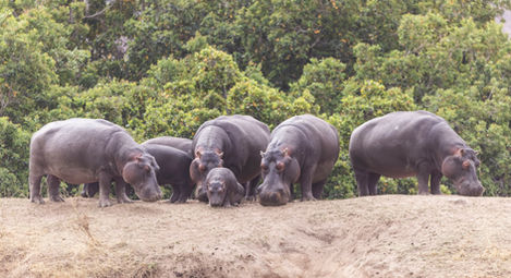hippos
