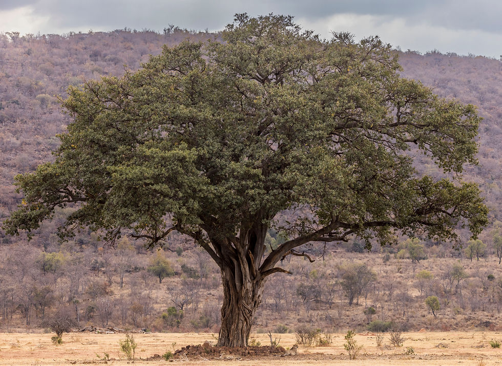 cheetahs under a tree