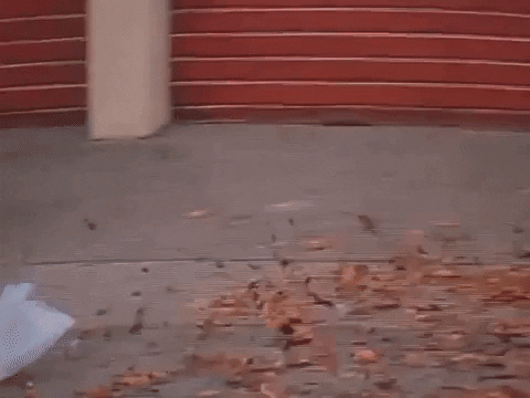 giphy.gif