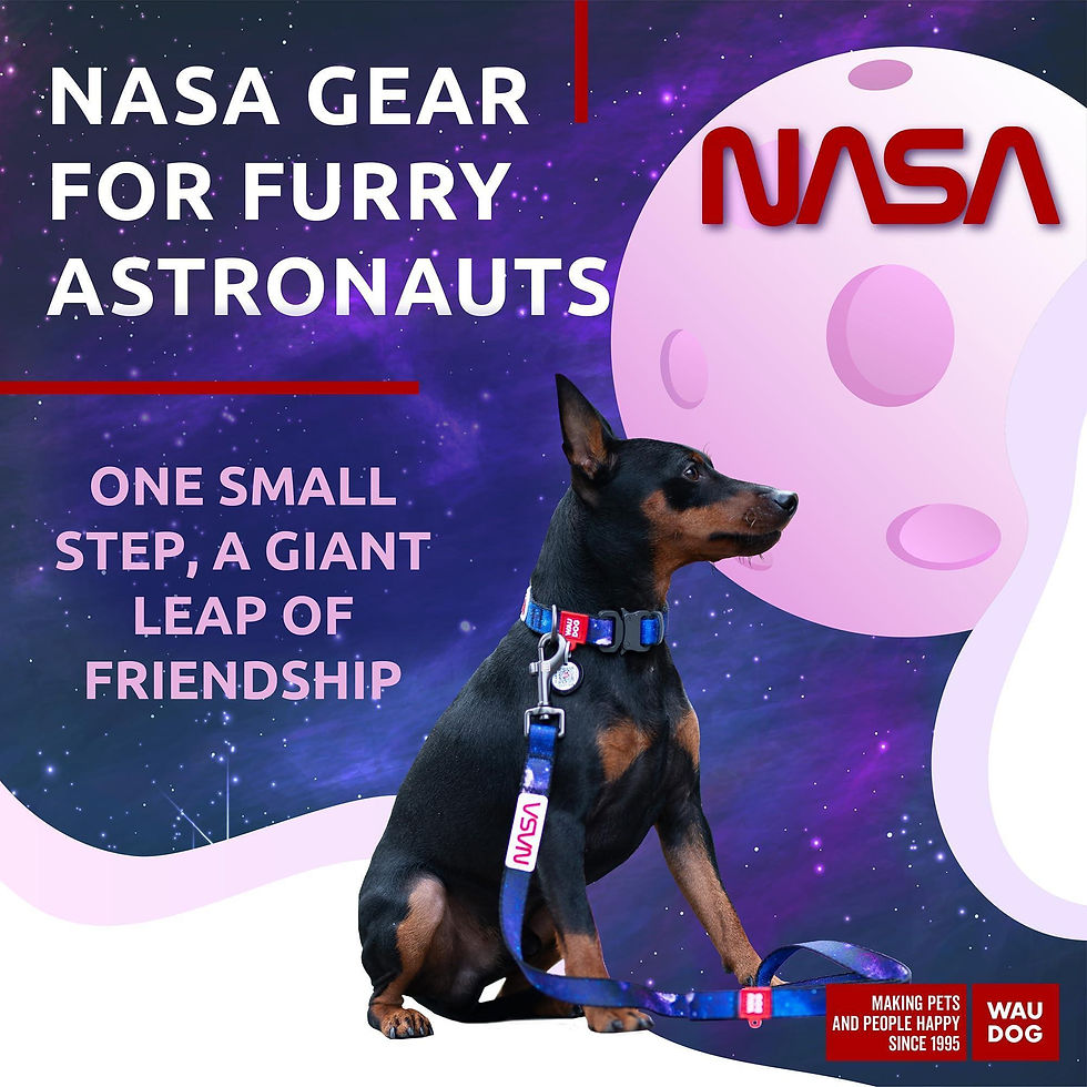 Thumbnail: Nylon Dog Leash for Small Dogs and Medium Dogs 4 Ft x 3/5 inch Wide NASA Color