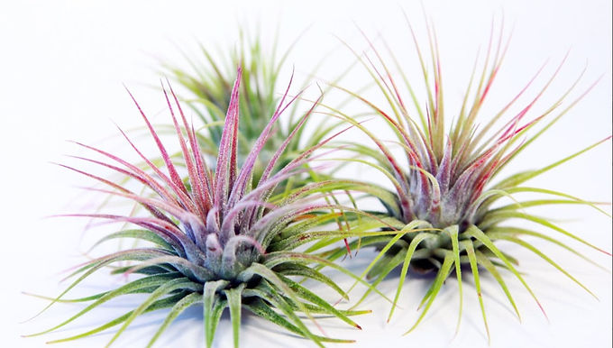 Air plants