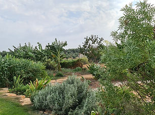גינת צמחי מרפא.jpg
