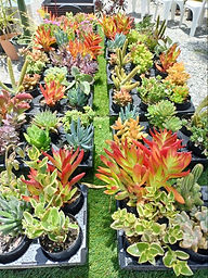 Succulents
