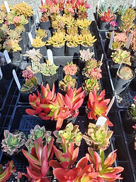 Succulents