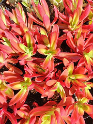 Succulent tubes