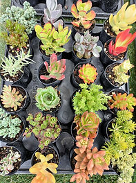 Succulent trays
