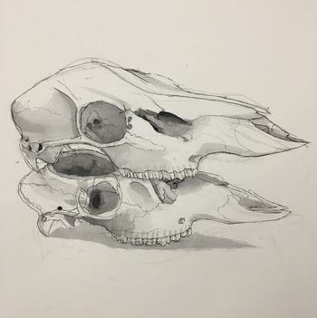 Two pig skulls stacked on top of each other. The bottom skull is missing a potion of it's cranium.