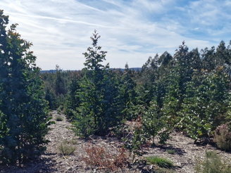 La expansión del eucalipto en Galicia: ¿blanco, negro o gris?