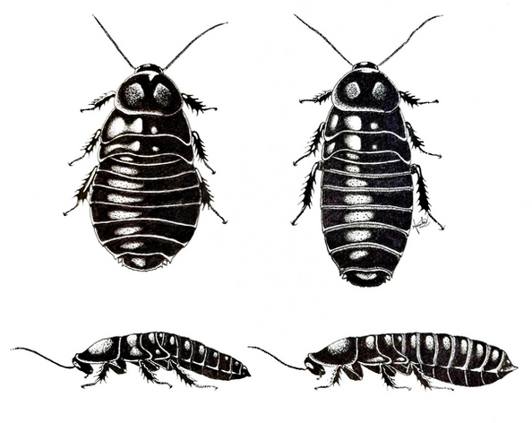 Health Accordion: Salganea taiwanensis | Ink