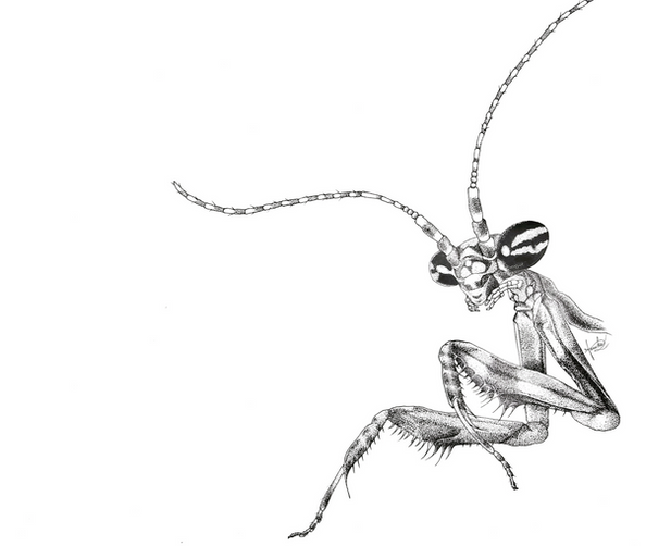 Hello World: Statilia maculata | Ink