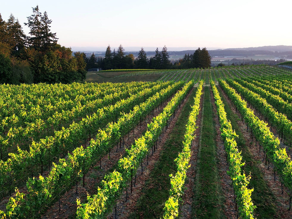 Spring Splendor Sip & Stroll - Vineyard Walking Tour