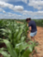 Agronomist inspecting corn crops