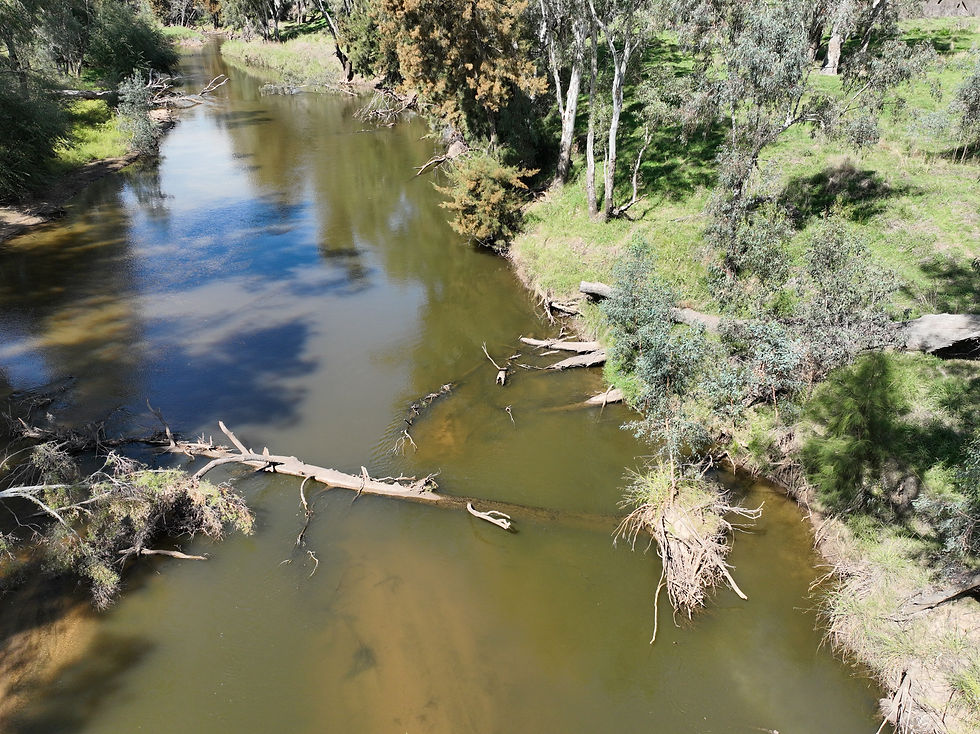 River with fallen trees and green banks