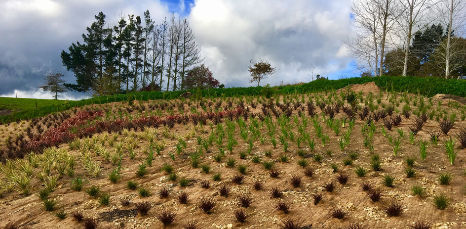 Landscape Planting Landscaping services NZ