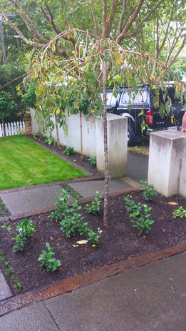 Paving and Concrete Landscaping services NZ