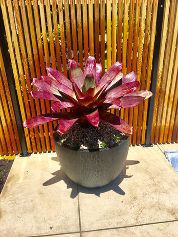 Decking and Fences Landscaping services NZ