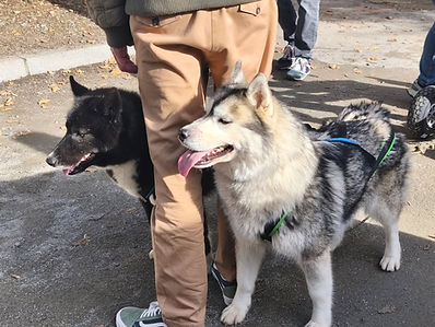 Chiens de traineau lors du marché de Santa-Luccia di Moriani