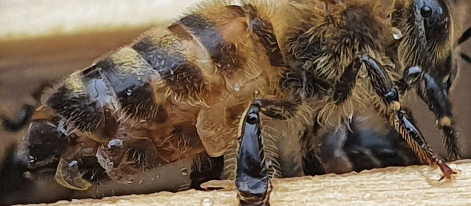 S2, E7: Grafting ...