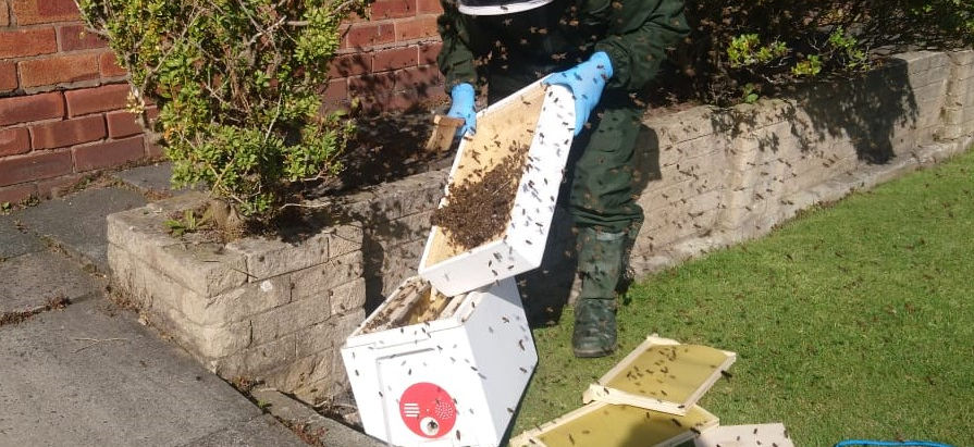 S2 E12: Swarming FAQ's