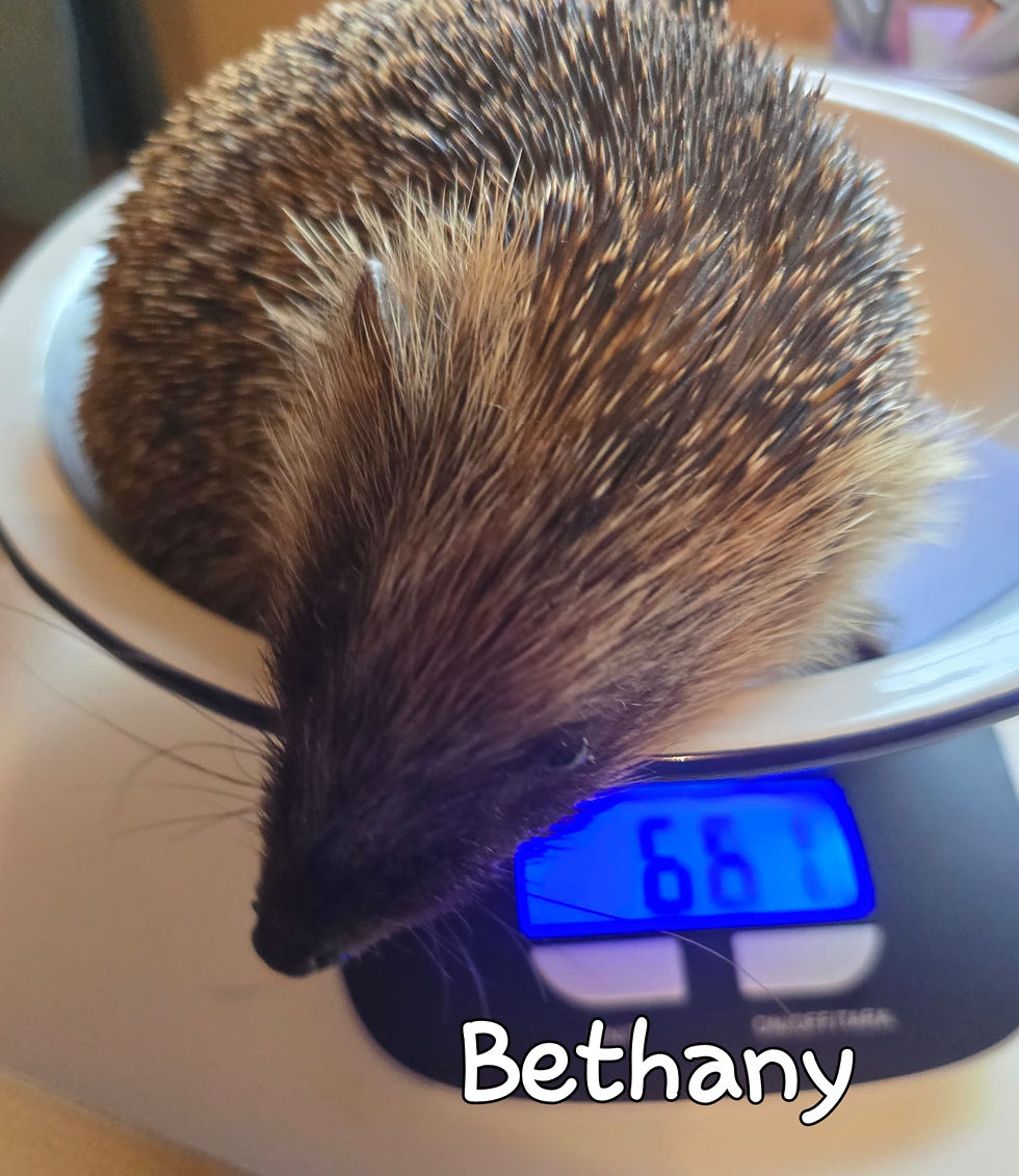 Hedgehog on a digital scale reading 661 grams. The name "Bethany" is written below in white text. The setting is soft-lit and warm.