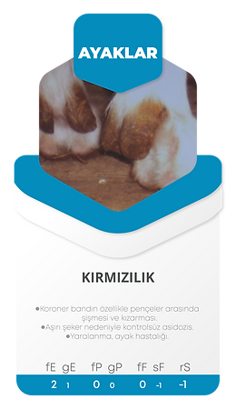 Kartlar-23.png