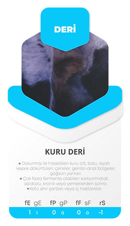 Kartlar--01.png