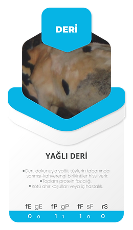 Kartlar--15.png