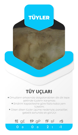 Kartlar--14.png