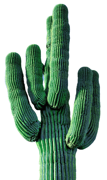 Untitled design (4)_edited.png