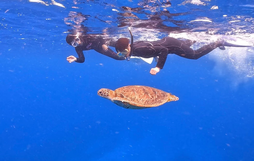 ウミガメと泳ぐ