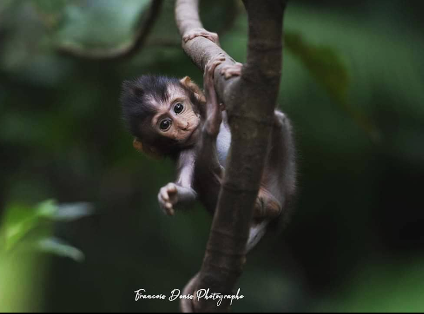 Macaque Crabier