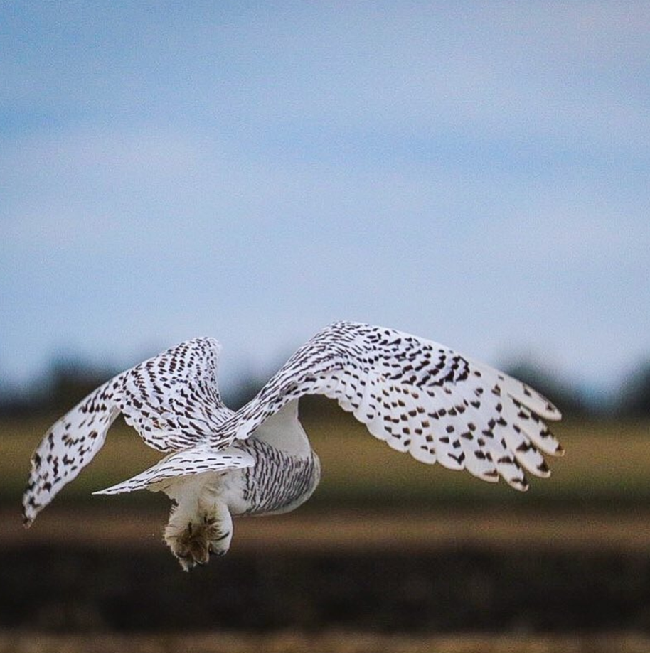 Harfang des neiges