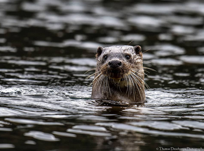 Loutre